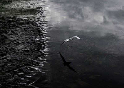 View of birds in flight