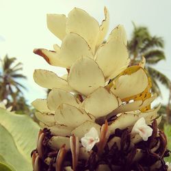 Close-up of leaves against blurred background