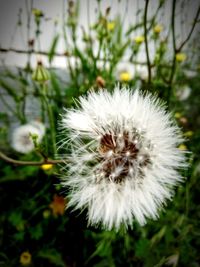 Close-up of white dandelion flower on field