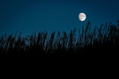 Low angle view of silhouette plants against sky at night