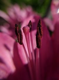 Pink lily, macrophoto