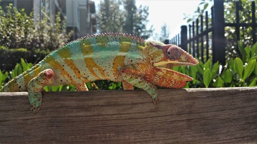Chameleon showing colors while on wood bench out in the sun