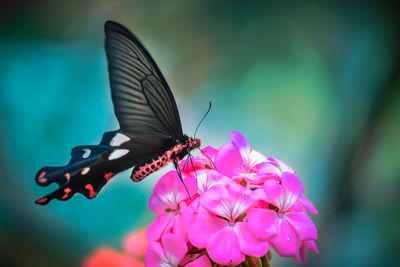 Close-up of butterfly perching on pink flower