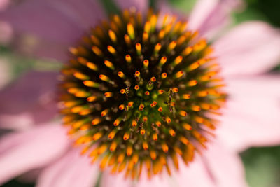 Close-up of flowering plant