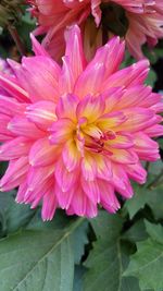 Close-up of pink dahlia blooming outdoors