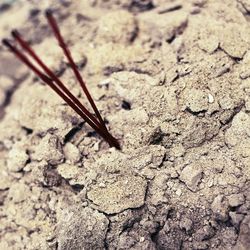 Close-up of insect