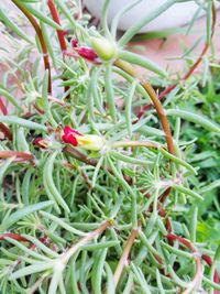 Close-up of red berries on plant