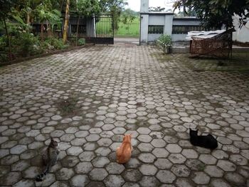 View of birds on footpath