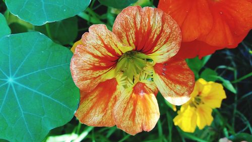 Close-up of orange hibiscus blooming outdoors