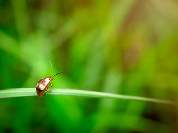 Close-up of insect on leaf