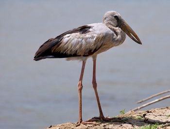 Close-up of gray heron perching on shore