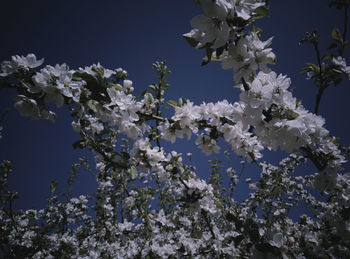 Low angle view of cherry blossoms against sky