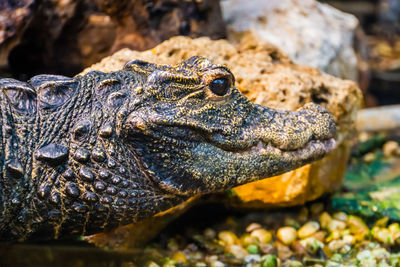 Close-up of lizard on rock