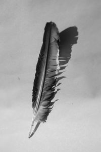 High angle view of feather on table