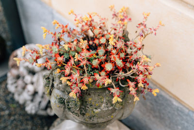 Close-up of potted plant on table