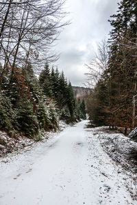 Road amidst snow covered plants against sky