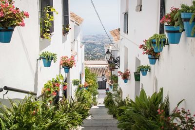 Potted plants on footpath by building