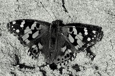 High angle view of butterfly perching on leaf