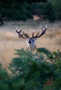 Deer amidst grass on field