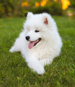 White dog lying on grass