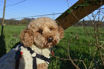 Portrait of dog on field