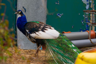 Close-up of peacock