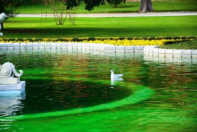 Bird on grass by water