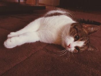 domestic animals