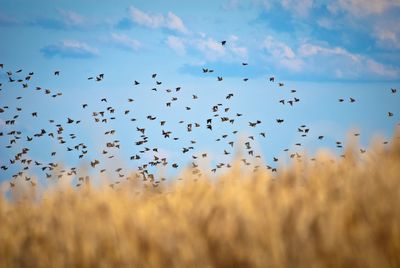 Flock of birds flying over field against sky