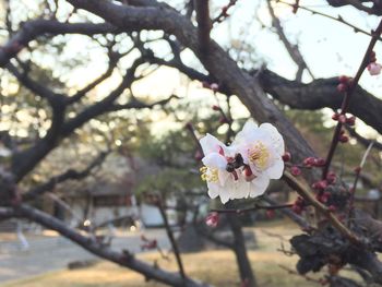 Close-up of pink flowers blooming on tree