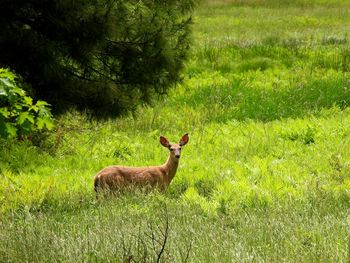 Deer in a forest