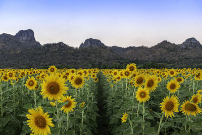Scenic view of sunflower field against sky