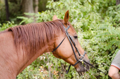 Close-up of hand feeding horse