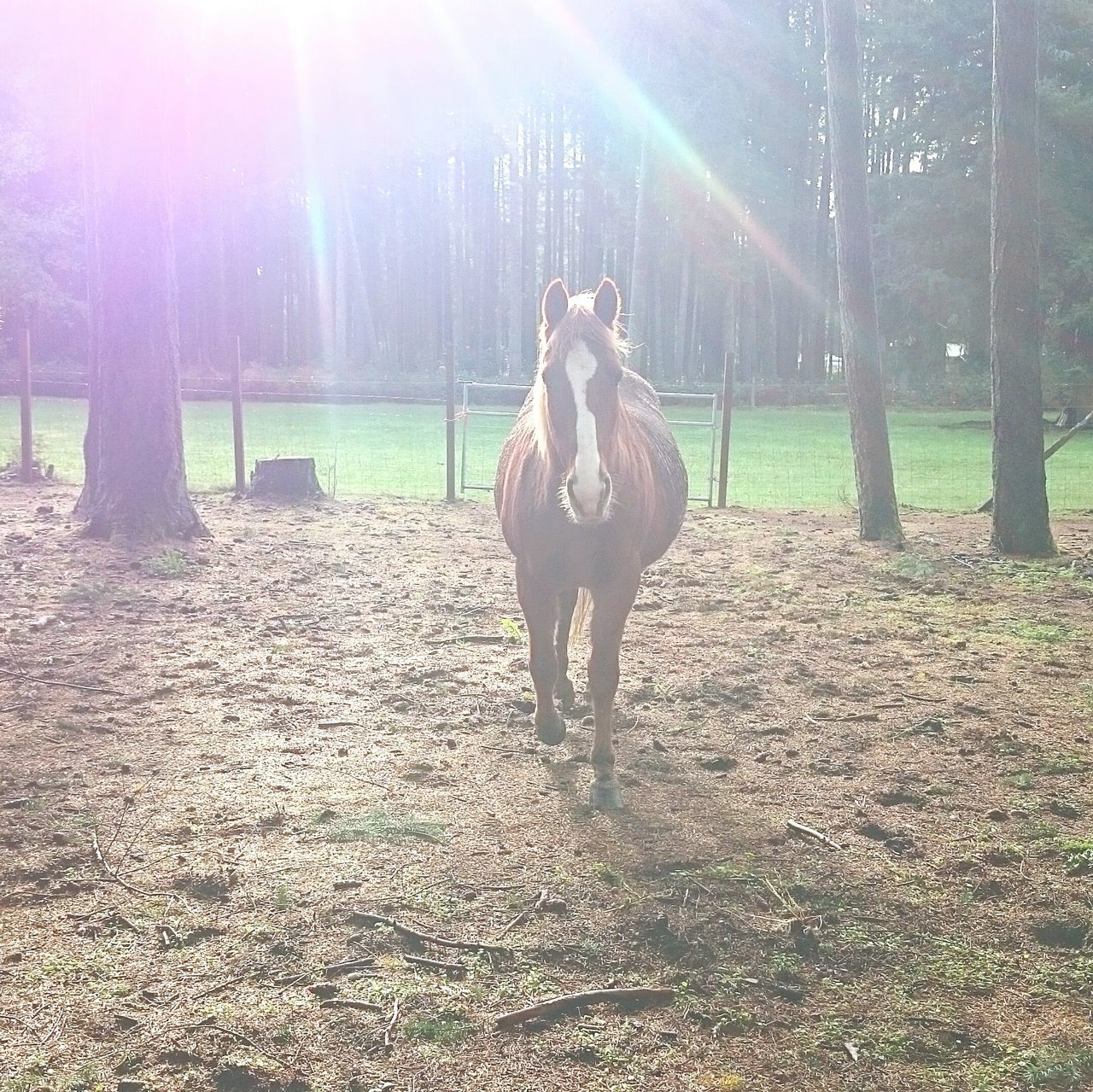 equine photography