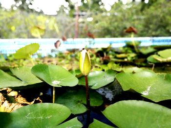 Close-up of lotus water lily in lake