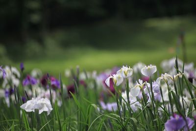 Close-up of purple flowering plants on field