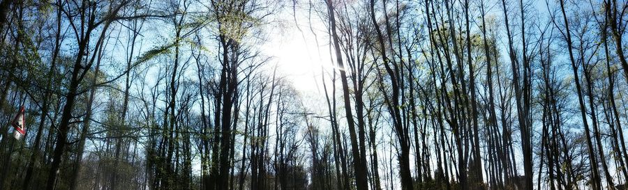 Low angle view of bare trees in forest