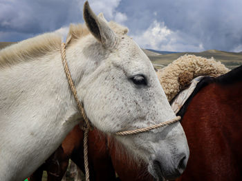 Horse ready to ride