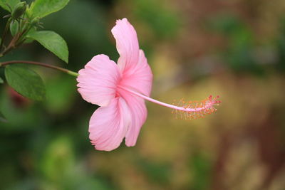 Close-up of pink hibiscus blooming outdoors