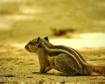 Close-up of squirrel sitting on field