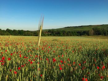 Scenic view of poppy field against blue sky