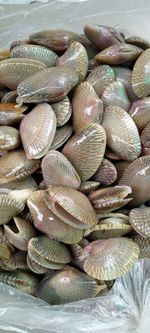 High angle view of shells for sale