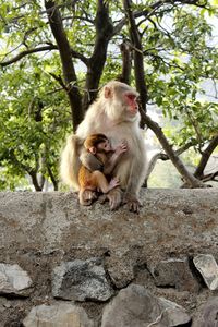 Monkey sitting on tree