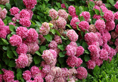 High angle view of pink flowering plants