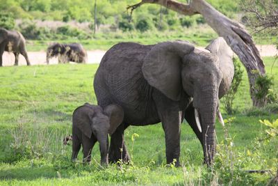 Horses grazing in a field