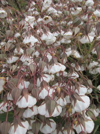 Close-up of pink flowers