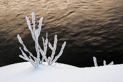 Close-up of frozen plants on field