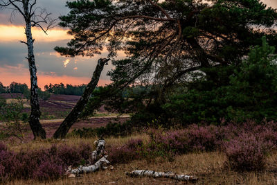 View of trees on field against sky during sunset