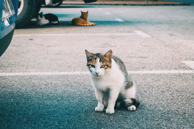 Portrait of cat sitting on footpath
