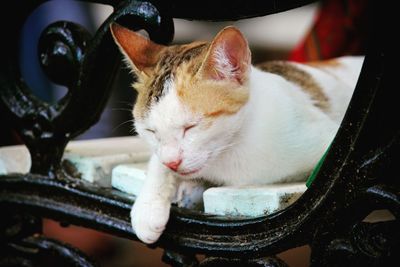 Close-up of a cat sleeping on seat